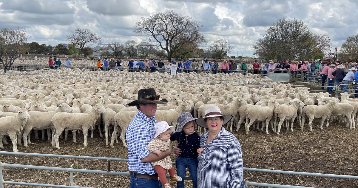 Repeat buyers uplifted sheep sale at Hay| Photos