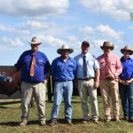 Garwin bull attracts top bid at Nobbs families Moura sale