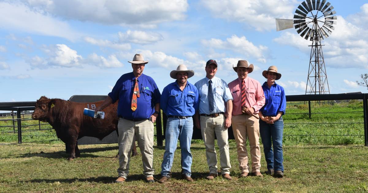 Weebollabolla sets new on-property record at 55th annual bull sale | The Land