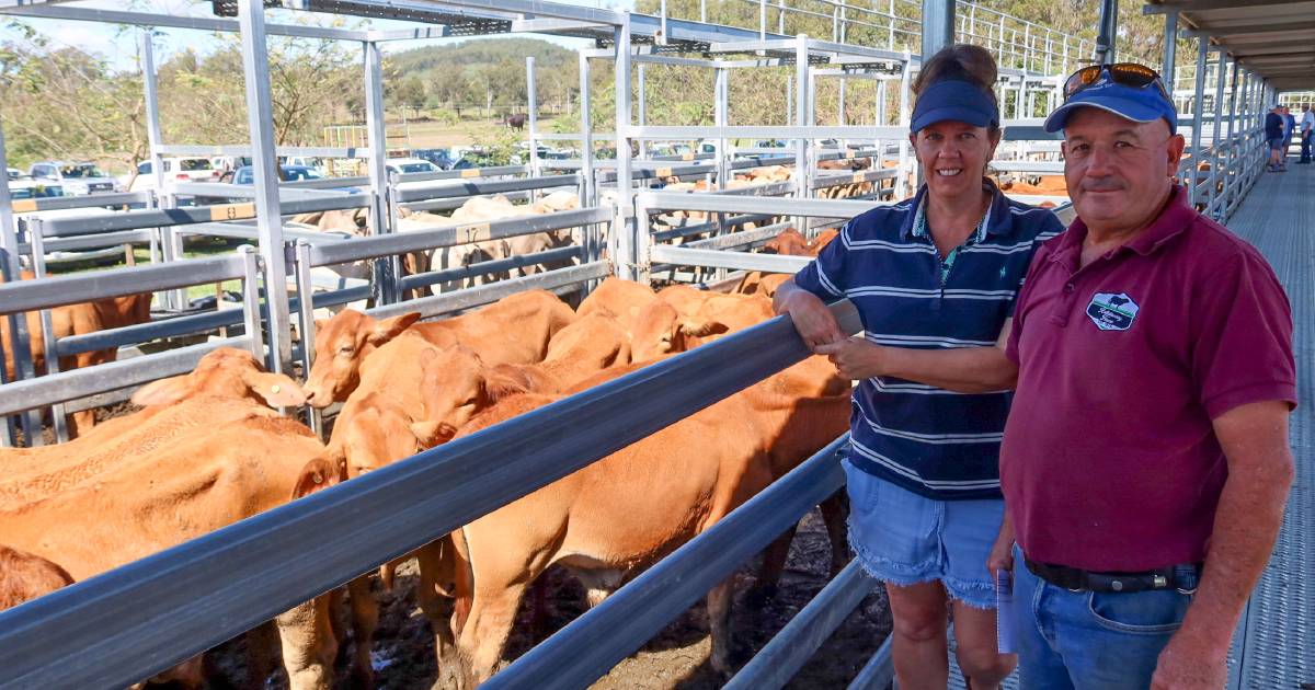 PTIC Droughtmaster heifers hit $2700 at Beaudesert | Queensland Country Life