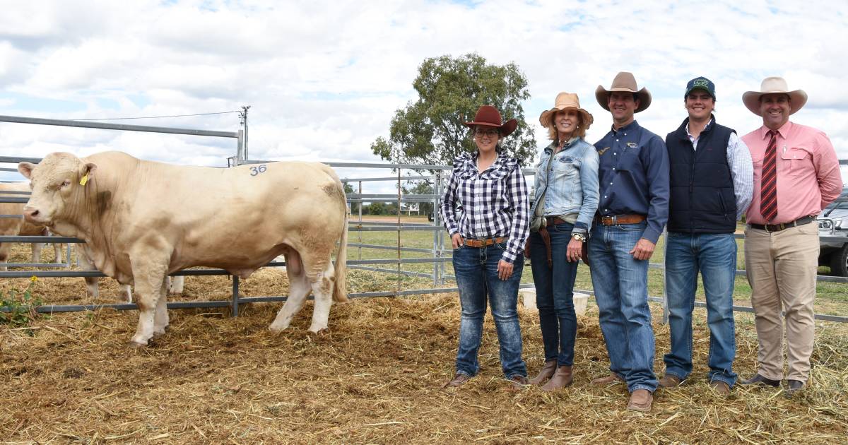 4 Ways Charolais stud claims potential breed record at annual Emerald Sale | Queensland Country Life