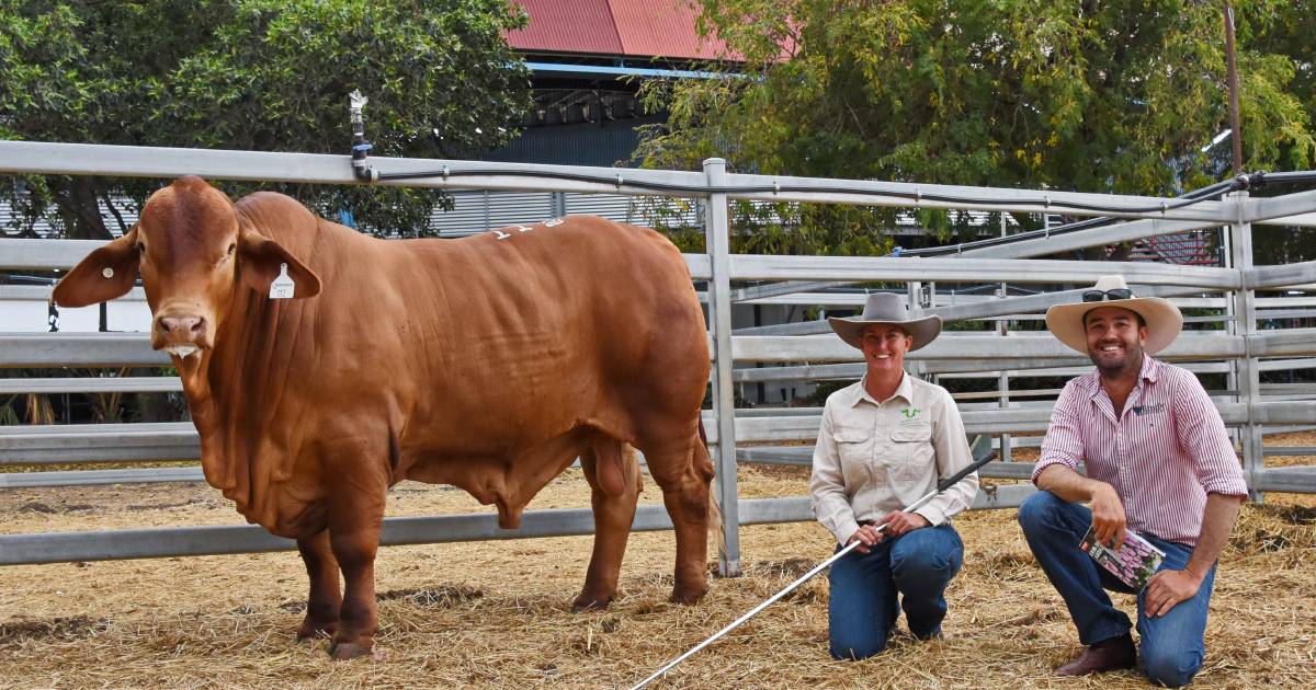 Scale aplenty in CQ sale draft