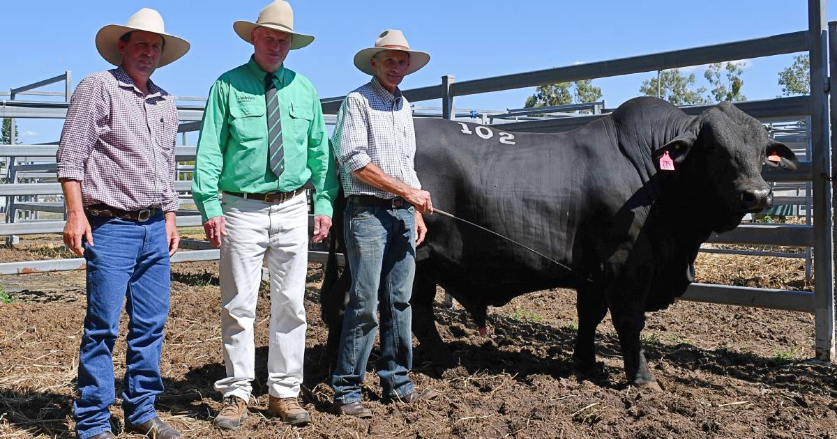 Yarrandoo Brangus tops 2022 Central Brangus Classic | Queensland Country Life