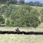 Central west's top beef recognised in Alpha | Photos