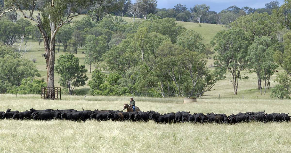 Barraba’s Plumthorpe aggregation expected to make $80 million | The Land