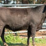 Katter proposes housing policy to attract workers to regional QLD