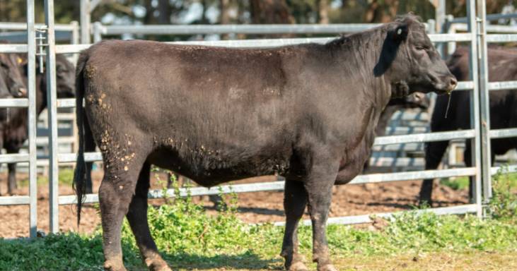 Twynam Angus bulls and females average $6096