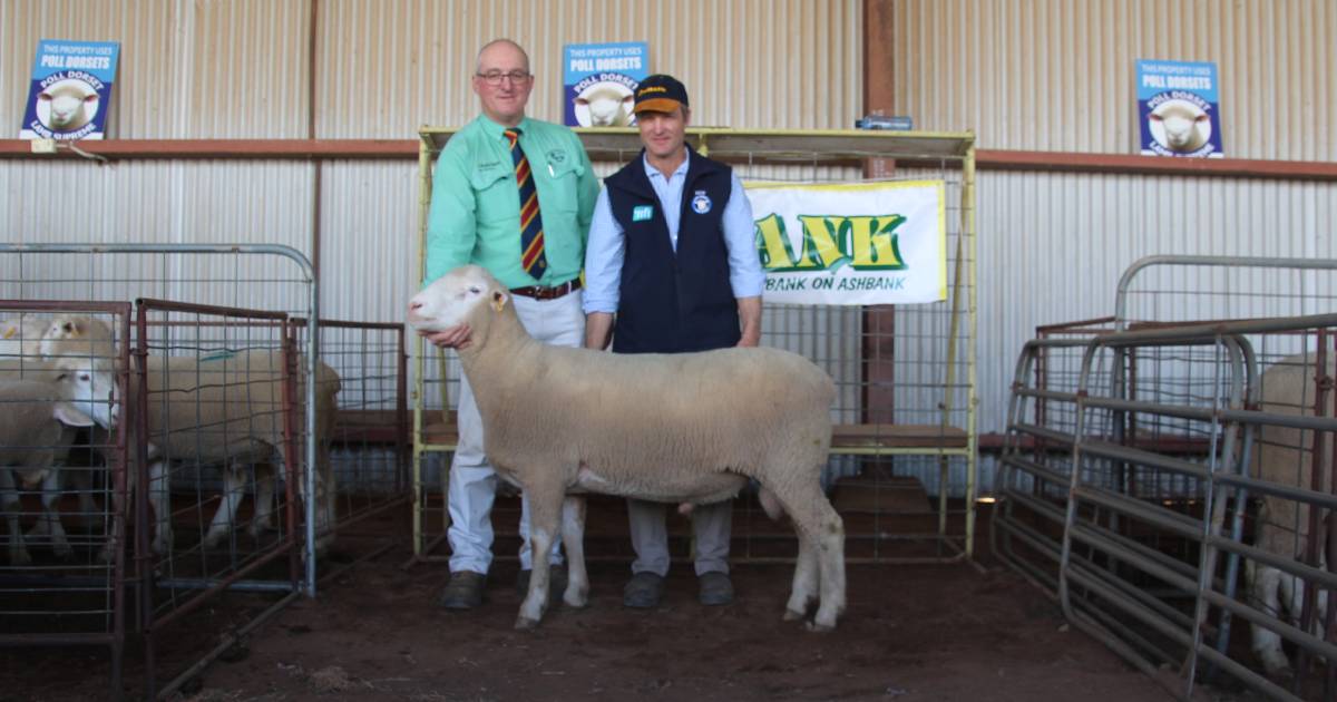 Record top price matched at Ashbank's 40th Annual Ram Sale