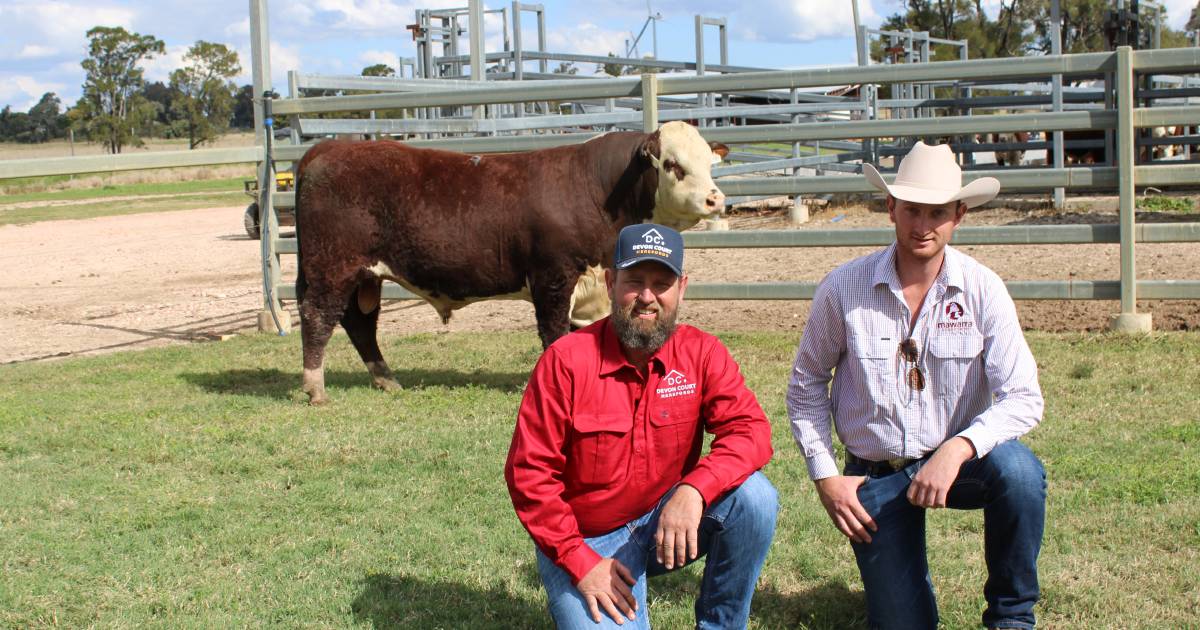 Devon Court's top bull heads south