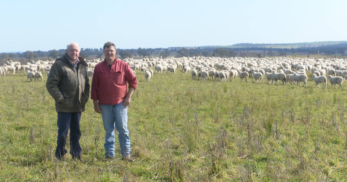 Processors back Westwood Grazing Co's lambs