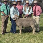 Rosevale Santa bulls av $22,295