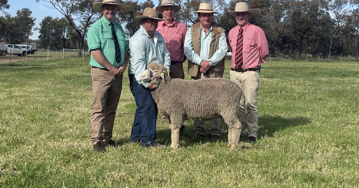 Repeat buyers supported Pooginook ram sale