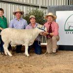 Annual field day for Esperance breeders | Farm Weekly