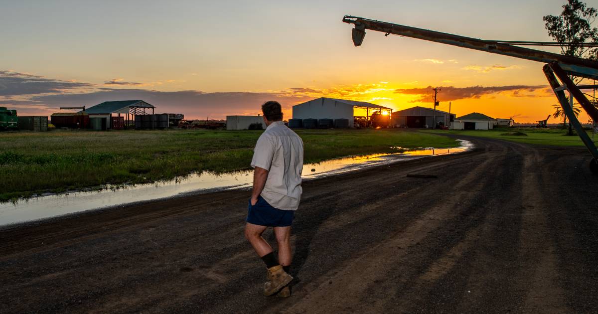 Rain makes cropping a 'risky business'