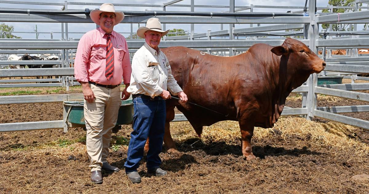 CAP Droughtmasters’ 2022 sale reaches $26,000 top at CQLX | Queensland Country Life