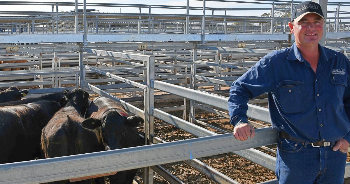 Dalby cattle market weathers recent rain to hold firm