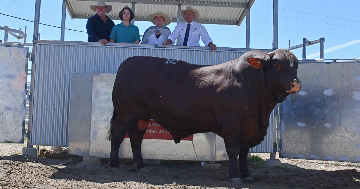 Murgona Santa Gertrudis sale averages $19,875 | Queensland Country Life