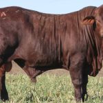 Cattle prices soften on AuctionsPlus