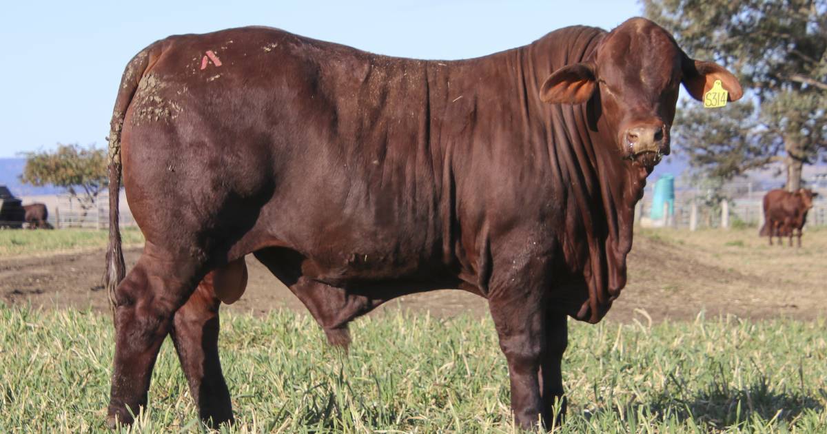 Santa Central Sale reaches new bull record price | Queensland Country Life