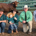 Jamally tops first Dawson Valley Santa Gertrudis Sale at $50,000 | Queensland Country Life