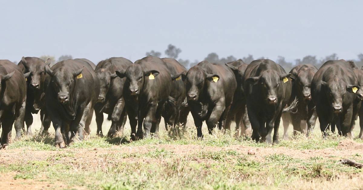 Average on the rise at annual Triple B Brangus sale