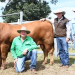 Hereford and Charbrays achieve equal top at Lambert bull sale