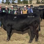 Santa Gertrudis record broken at first Nioa, RL Pastoral sale