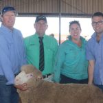 Heavy online presence in the 8th Annual Peak Hill Dorper, White Dorper, and Bulmar Whites Production sale