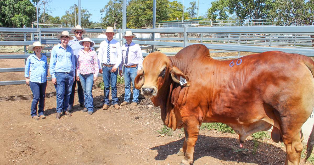 Brolga Gully on top at Clermont Beef Bull sale