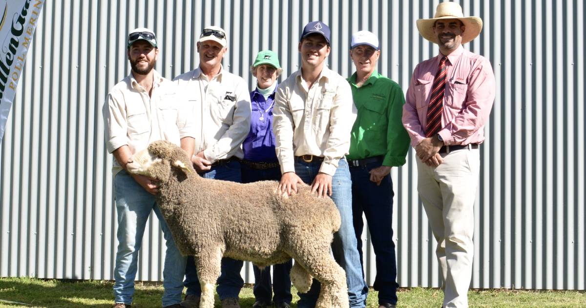 GullenGamble Poll Merino stud hosts its first sale under new ownership