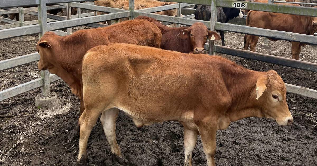 Limousin cross steers sell for $1890 at Woodford | Queensland Country Life