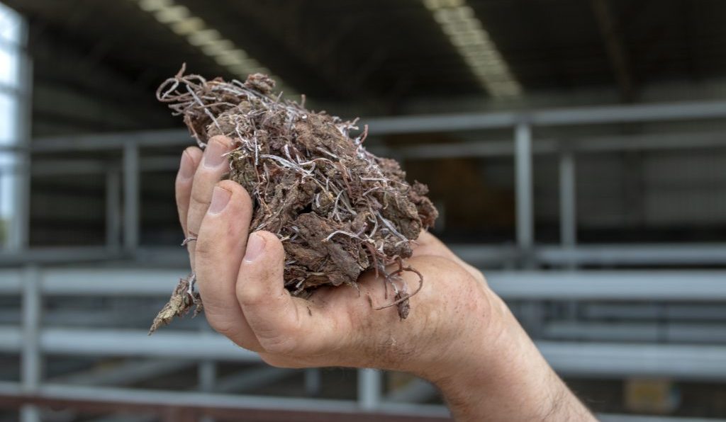 Seaweed feed-additives could soon be earning carbon credits