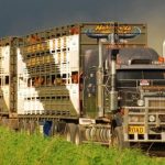 Binara Poll Hereford sale tops at $19,000