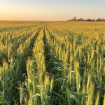 Jervoise Station partake in innovative cultural fire management program to boost grazing productivity | North Queensland Register