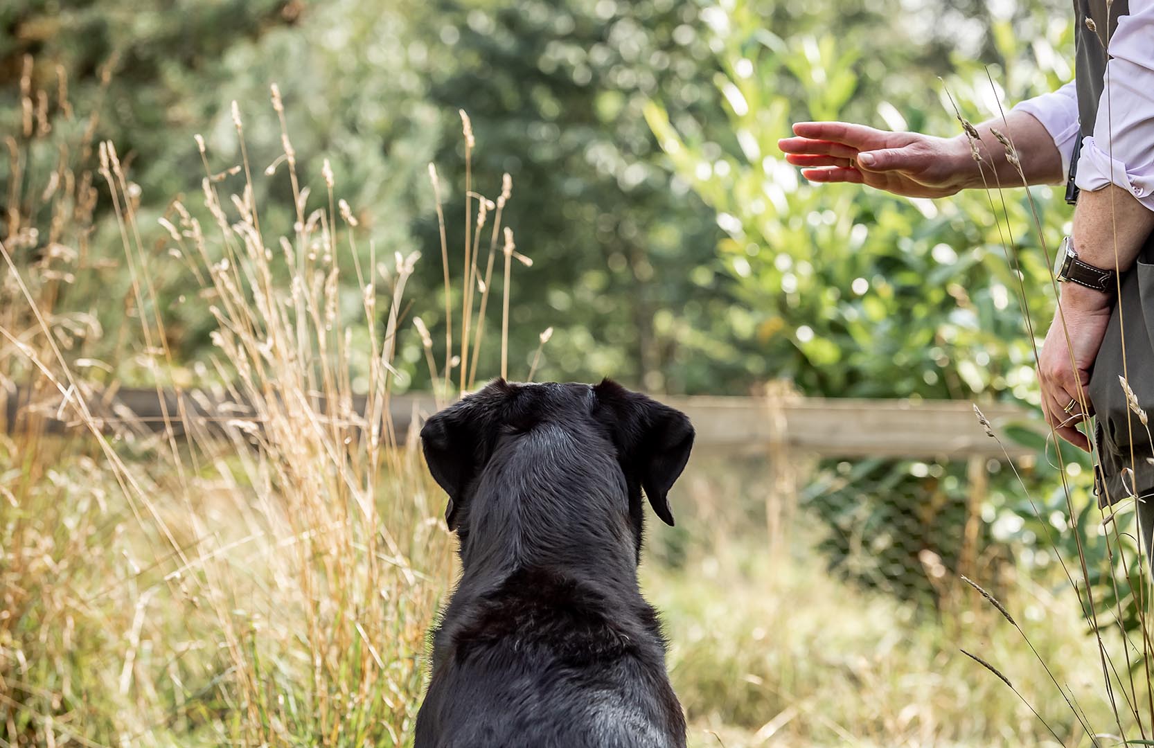 The champion dog trainer with a game-changing method who can teach any dog new tricks