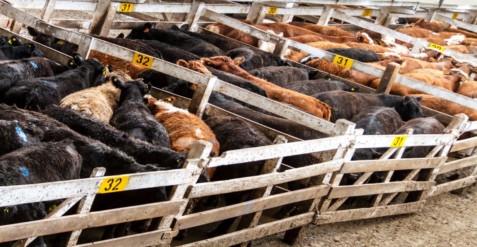 The cattle cycle: | Beef Magazine