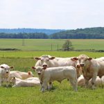 $278m animal health complex to support veterinarians