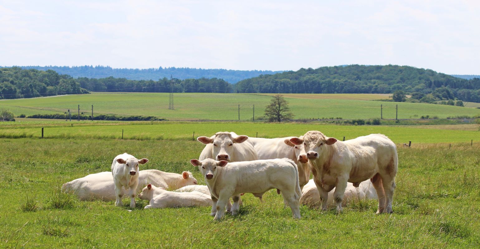 Charolais | Beef Magazine