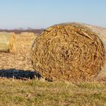 Charolais | Beef Magazine