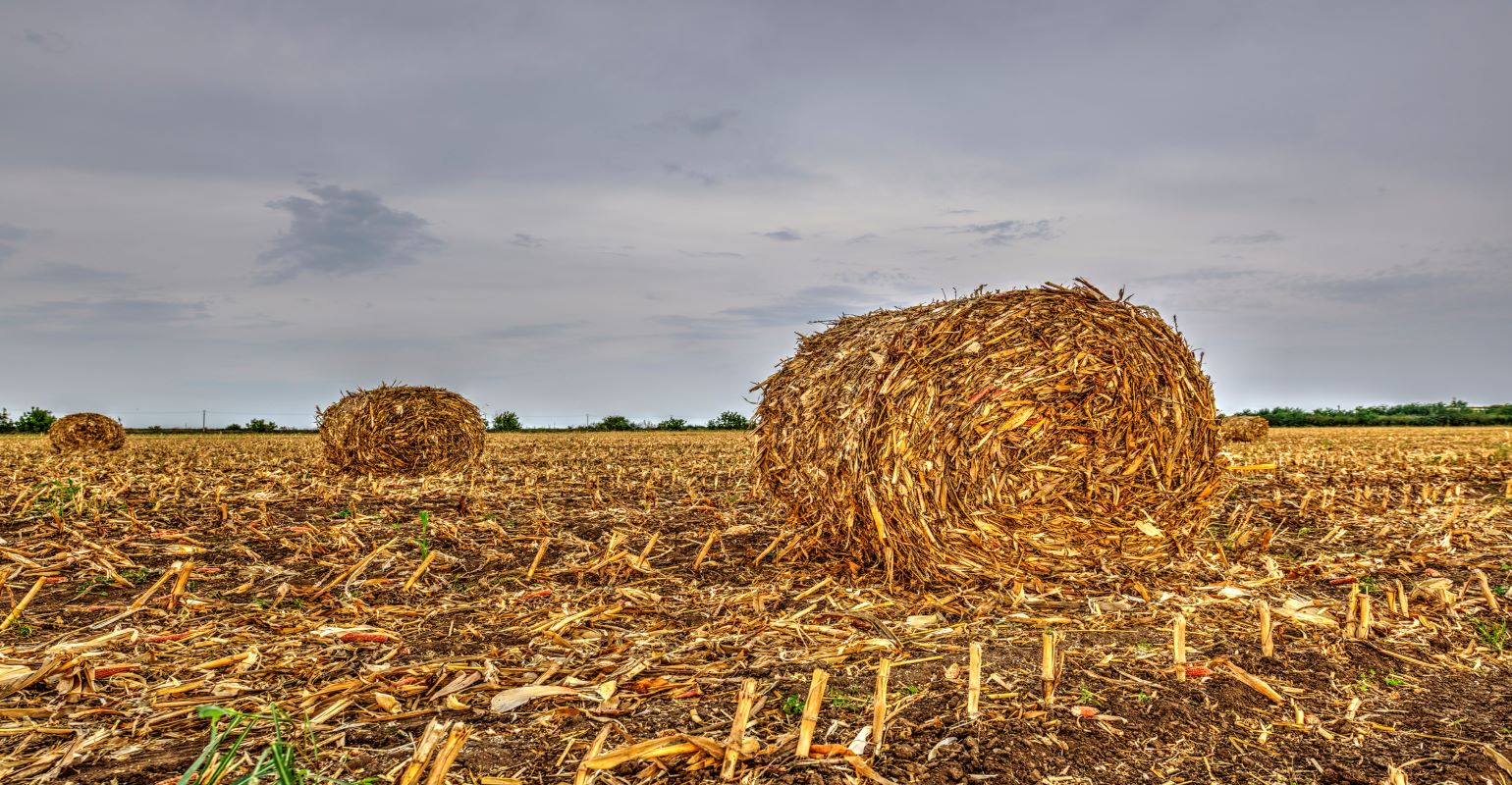 Utilizing cornstalks in beef cow diets