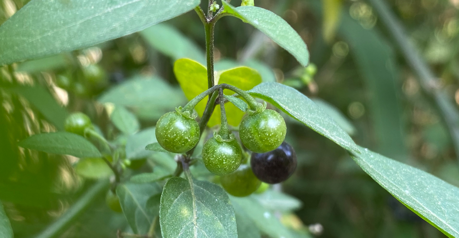 Watch for black nightshade in cornstalks