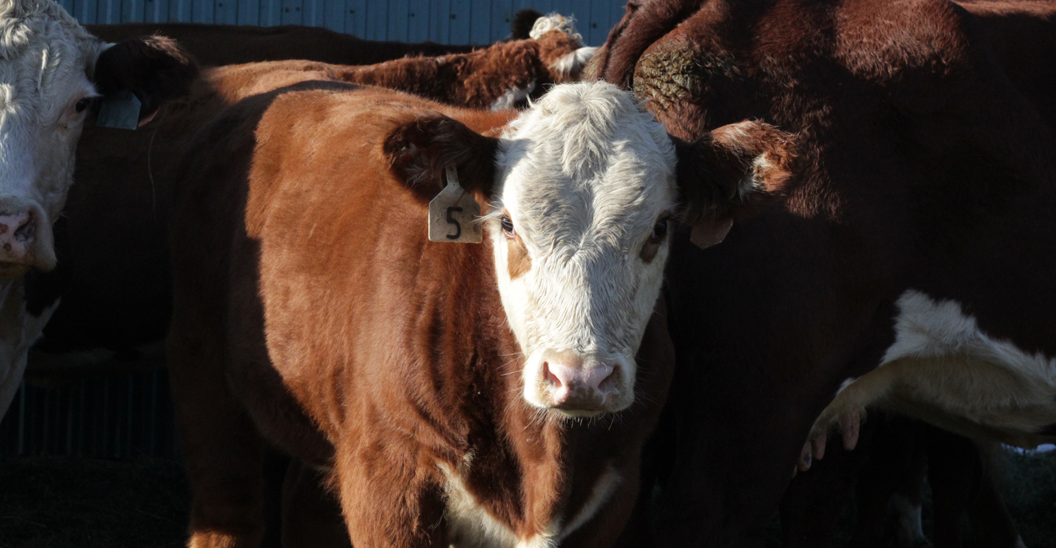 Use low-stress weaning methods | Beef Magazine