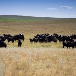 A Snapshot: What is happening in cattle