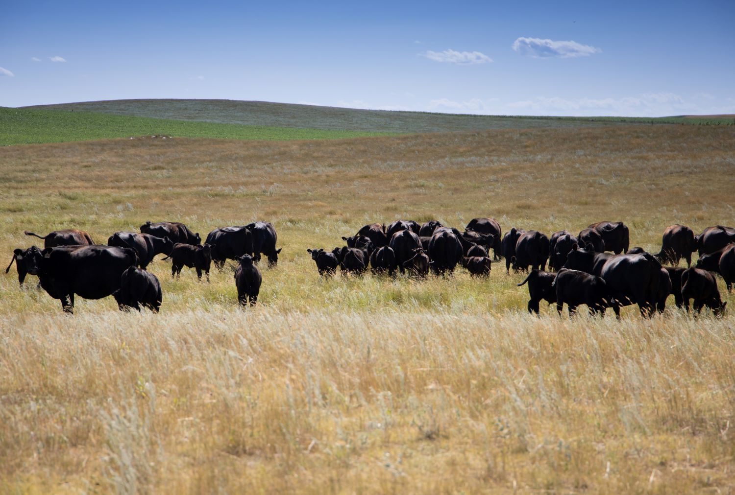 Cautions for cattle grazing frosted forages