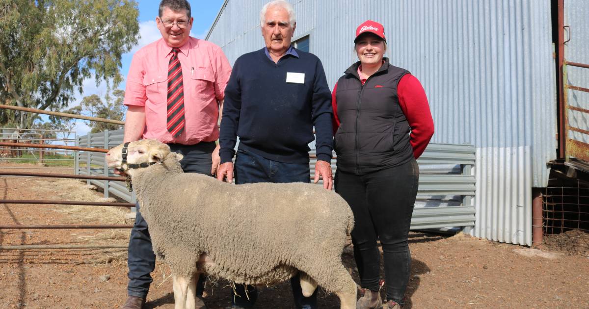 Top price of $1800 at Bailup Downs Afrino stud ram sale at Southern Brook | Farm Weekly