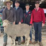 McCarthy Agriculture bullocks top 388c/kg to return $2355/hd at Mareeba | North Queensland Register