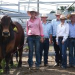 Rockhampton Brahman Week Sale’s grey bull draft topped at $130,000 twice | Queensland Country Life