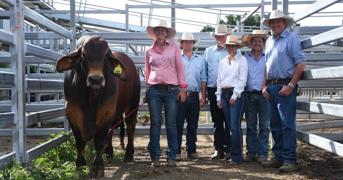 Fairy Springs Brahman stud tops 2022 Rockhampton Brahman Week sale at $200,000 twice | Queensland Country Life