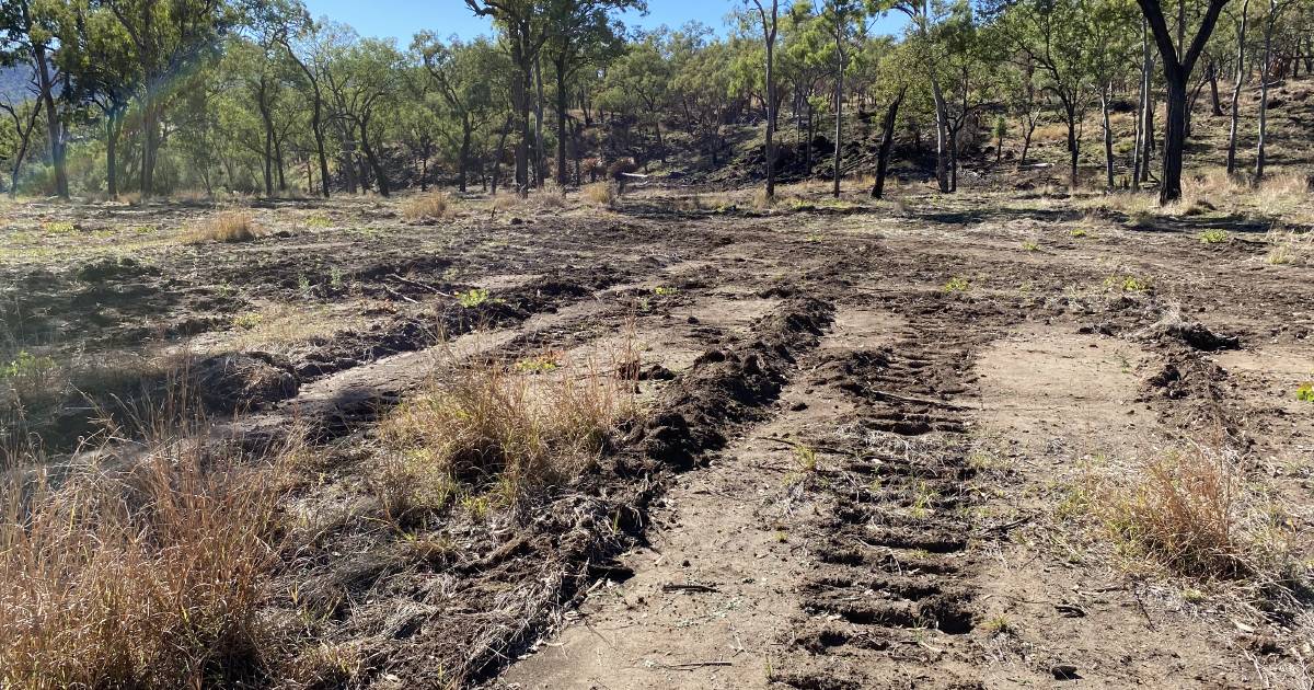 Man fined after clearing national park to muster stray cattle