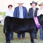 Karragarra sets new Simmental records at annual bull sale